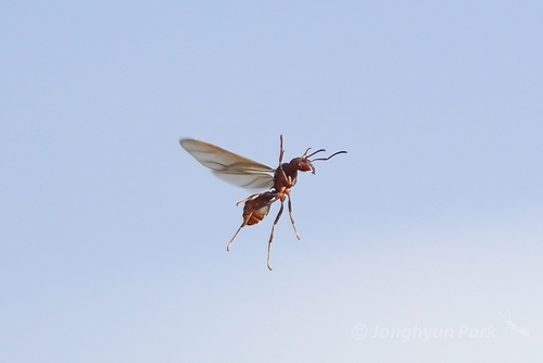 Desert Leaf-cutter Ant (Acromyrmex versicolor)
