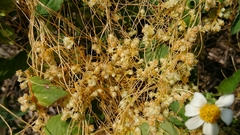Cuscuta australis