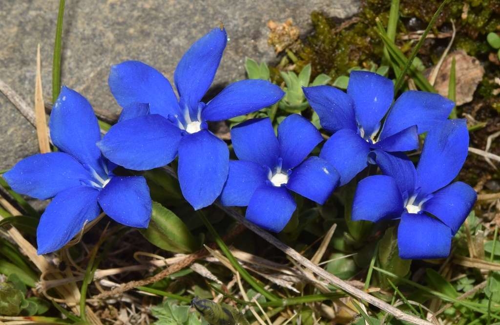 Gentiana sierrae