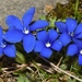 Gentiana sierrae - Photo (c) faluke, some rights reserved (CC BY-NC), uploaded by faluke