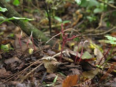 Xylaria violaceorosea