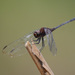 Trithemis aenea - Photo (c) Matt Muir,  זכויות יוצרים חלקיות (CC BY)