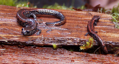 Oregon Slender Salamander