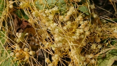 Cuscuta australis