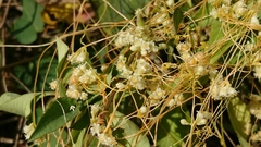 Cuscuta australis