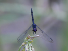 Trithemis