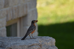 Turdus migratorius