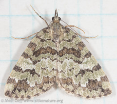 Hydriomena speciosata