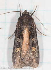 Actebia fennica