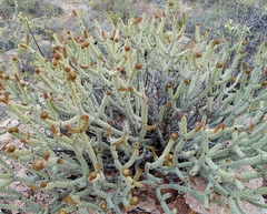 Cylindropuntia tesajo