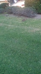 Sylvilagus audubonii