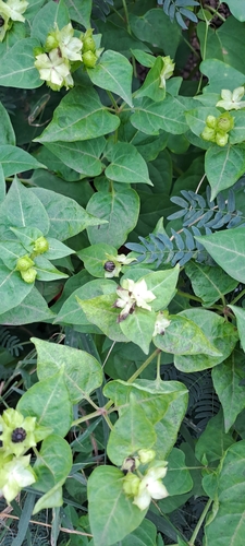 Mirabilis jalapa