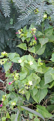 Mirabilis jalapa