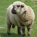 Domestic Sheep - Photo (c) Jamain, some rights reserved (CC BY-SA)