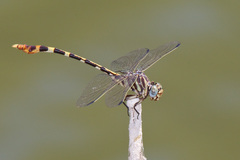 Phyllogomphoides stigmatus