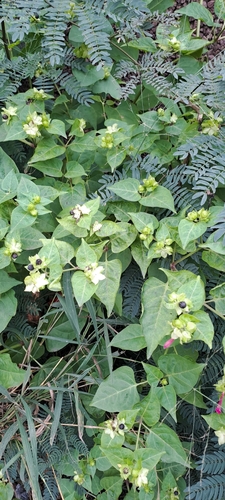 Mirabilis jalapa