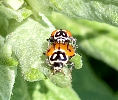 iNaturalist observation photo of Convergent Lady Beetle