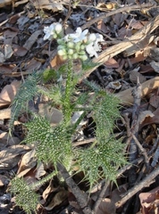 Cnidoscolus maculatus