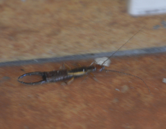 Labidura riparia