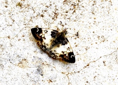 Polyctor enops