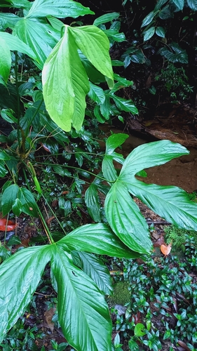 Anthurium alatum Engl.