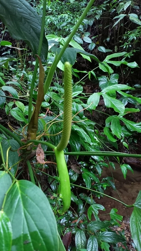 Anthurium alatum Engl. 2