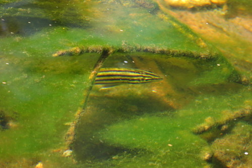 Mesopristes argenteus