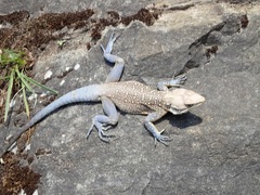 Kashmir Rock Agama photo 4
