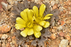 Ranunculus crithmifolius