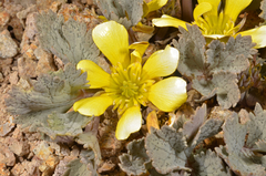 Ranunculus crithmifolius