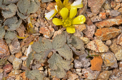 Ranunculus crithmifolius