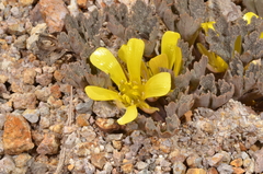 Ranunculus crithmifolius
