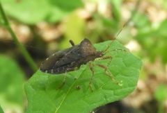 Anasa scorbutica