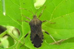 Anasa scorbutica