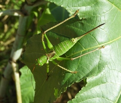 Neobarrettia sinaloae