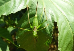 Neobarrettia sinaloae