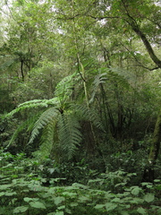 Cyathea costaricensis