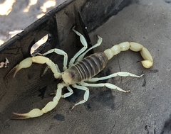 Hadrurus concolorous