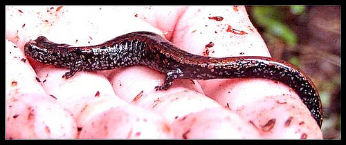 Oregon Slender Salamander