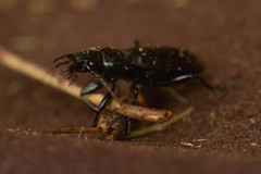 Plocamostethus planiusculus