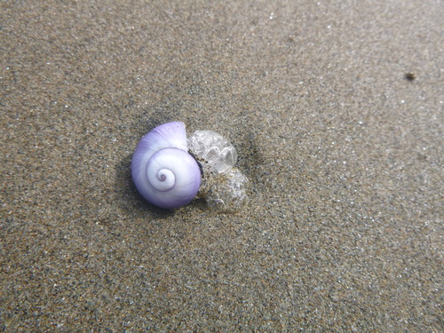 photo of Violet Sea Snail (Janthina janthina)