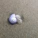 photo of Violet Sea Snail (Janthina janthina)