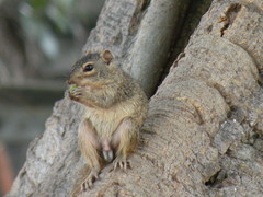 Notocitellus annulatus