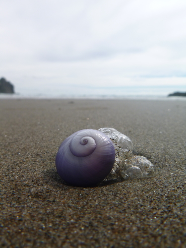 photo of Violet Sea Snail (Janthina janthina)