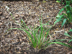 Libertia chilensis