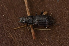 Plocamostethus planiusculus