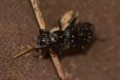 Plocamostethus planiusculus