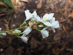 Libertia chilensis