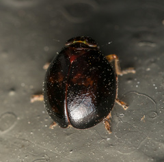 Hemisphaeriini