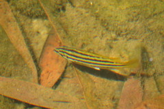 Silver Grunter photo 3